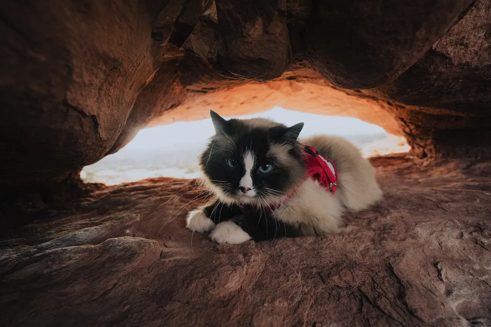 Why you should feed your kitten both wet and dry food